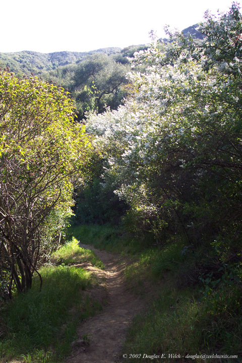 topanga canyon screen