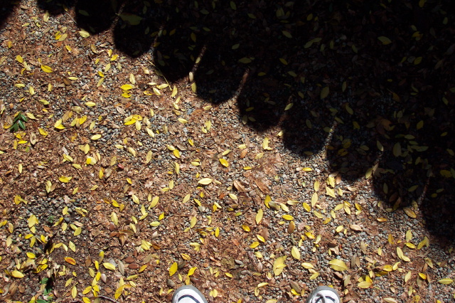 dcp_0854.jpg