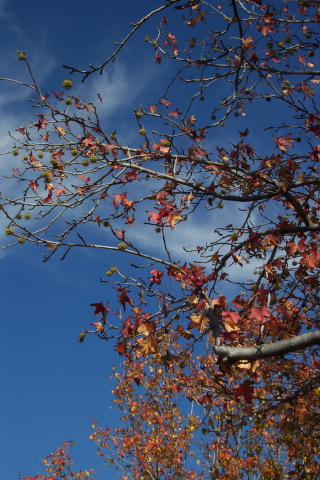 dcp_0858.jpg