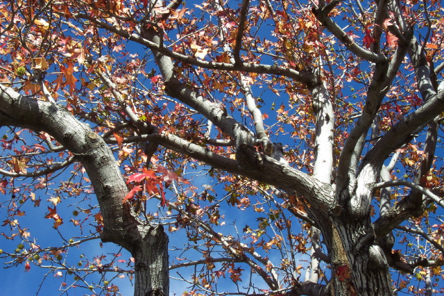 dcp_0859.jpg